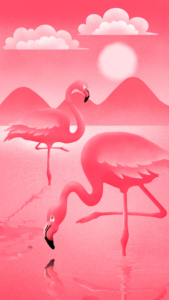 Flamingos