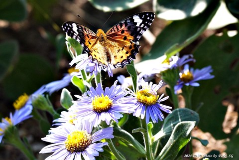 botany, butterfly wallpapers