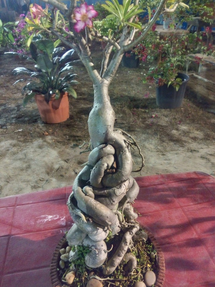 tree