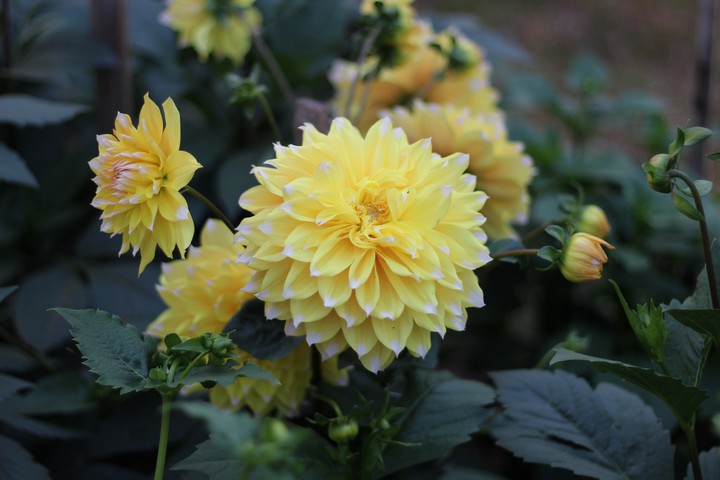 Dahlia flower