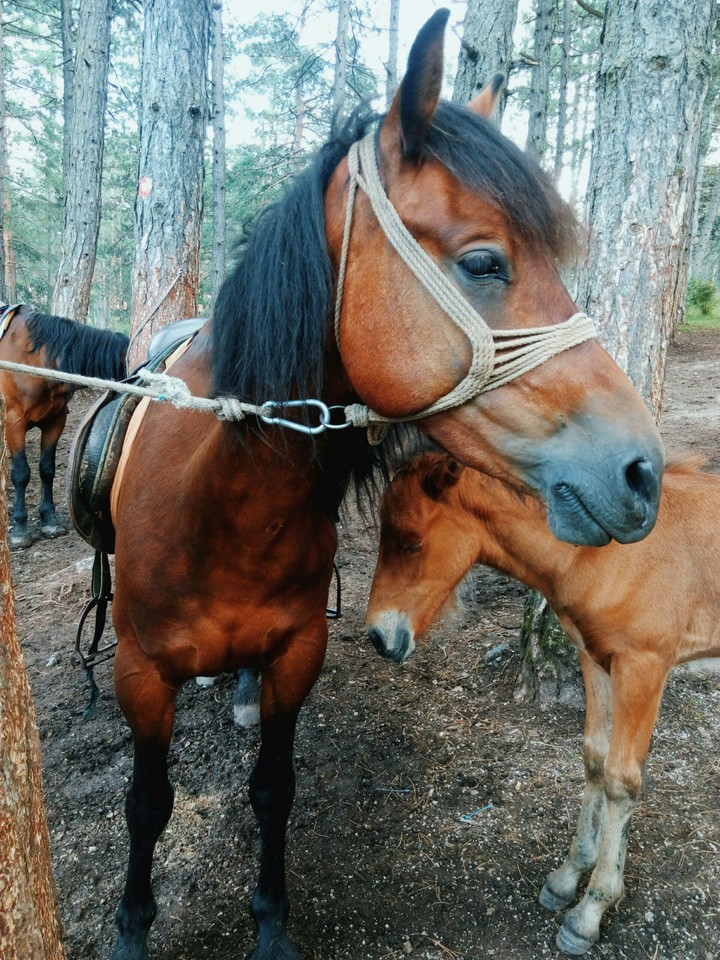 Horses