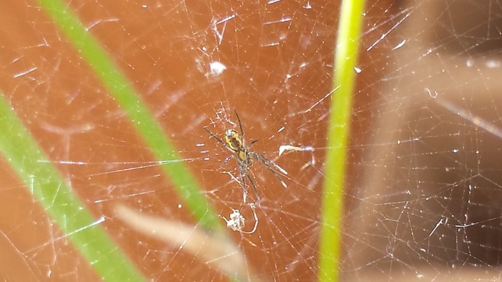 natureza