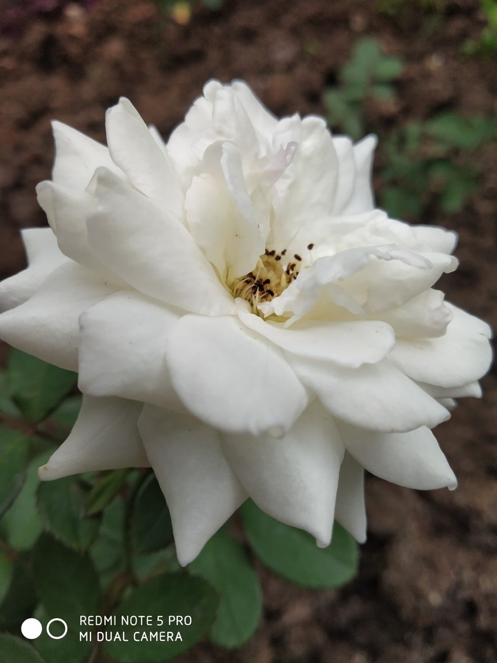 with some care in gardening these Roses are awesome