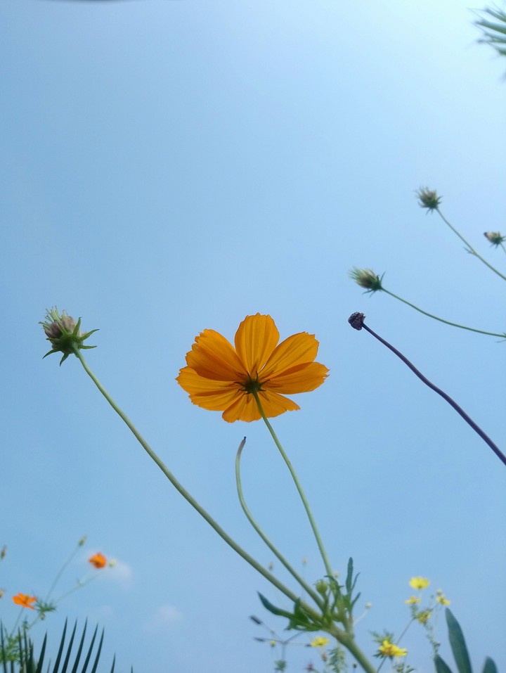 bloom to Sky
