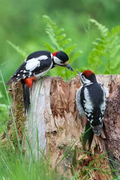 Birds