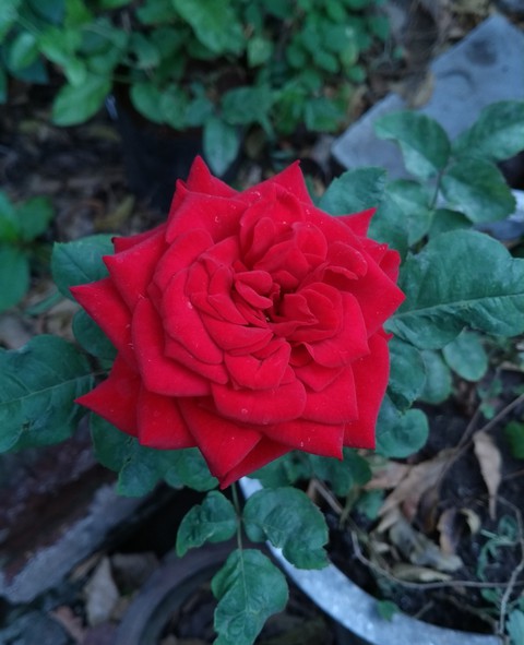 The Red Rose