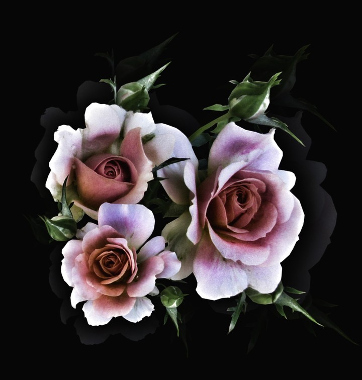 Beauty