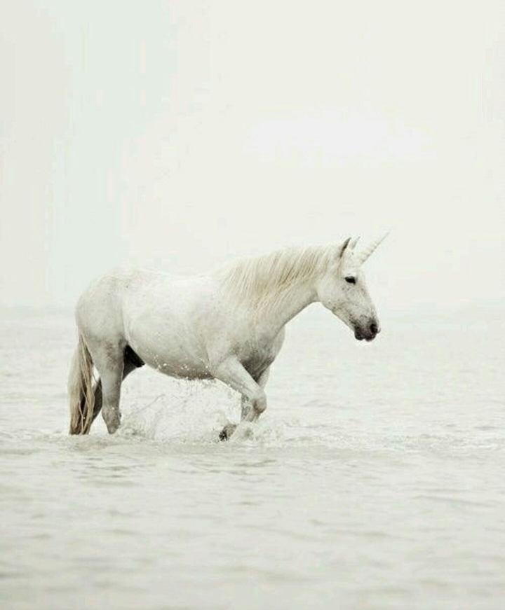 Unicorn