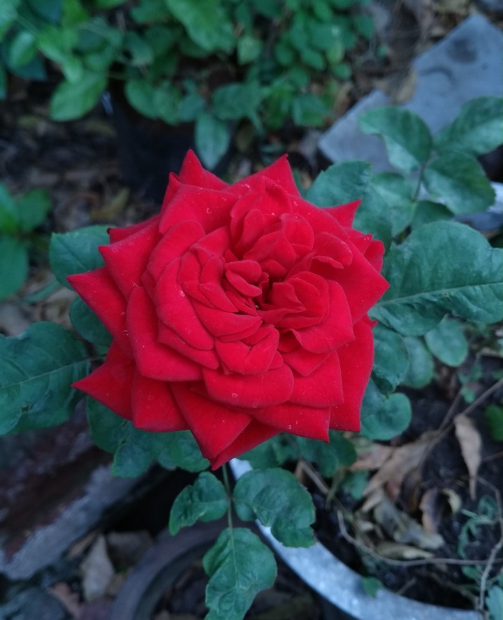 The Red Rose