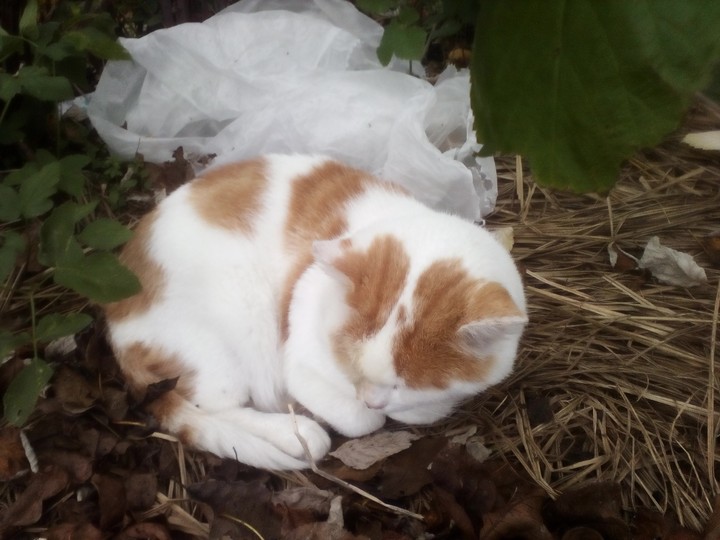 my cat