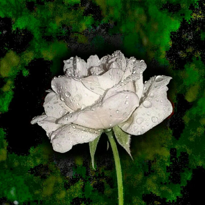 white rose