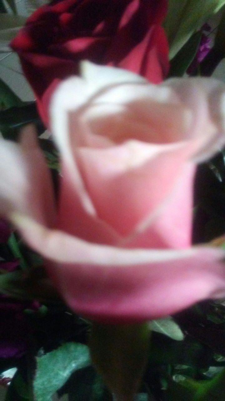 beautiful pink rose
