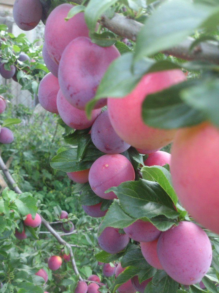 plums