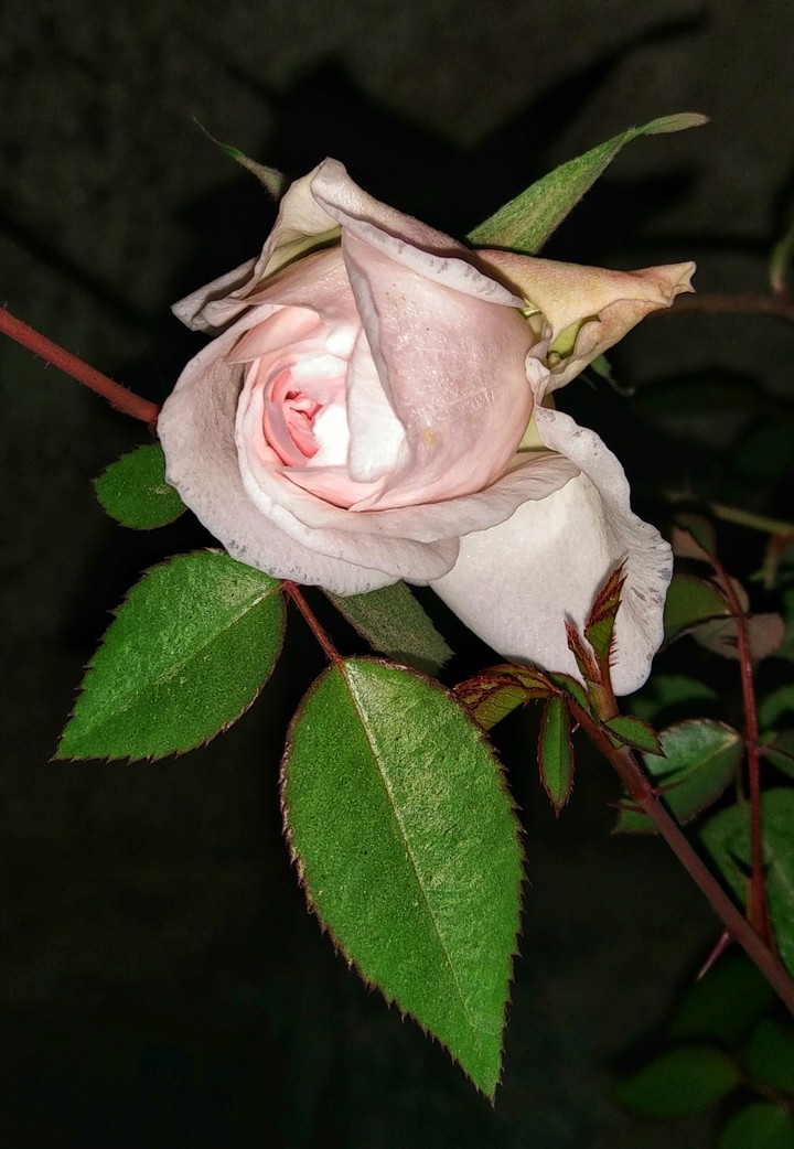 CM-060121(8)