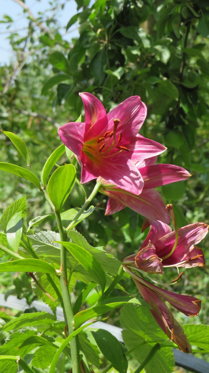 lily