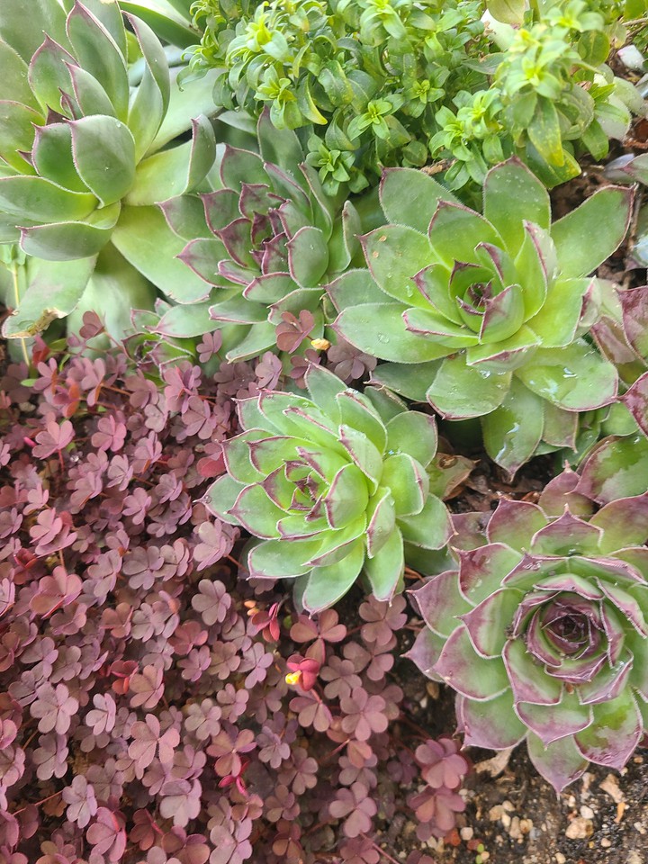 Succulents