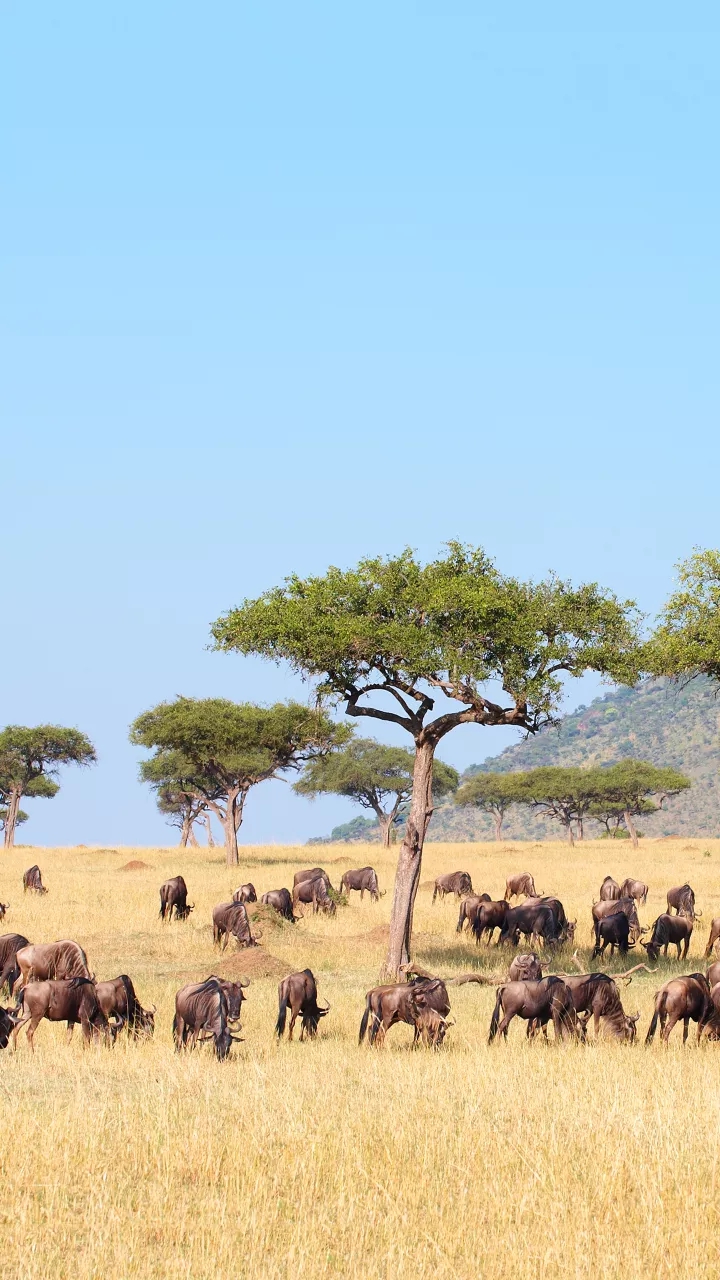 Animals Migration