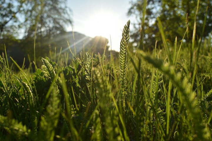 Green summer