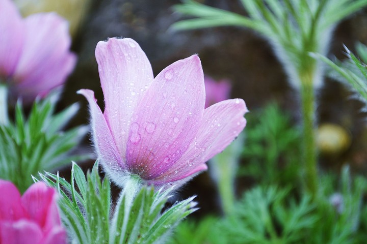 Flower