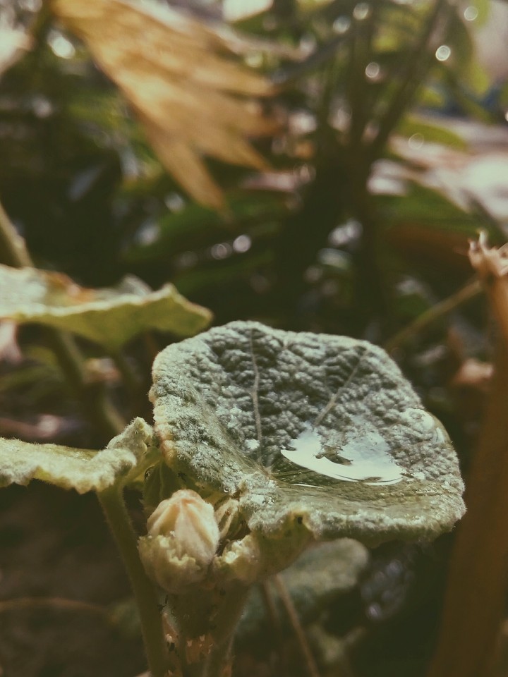 nature
