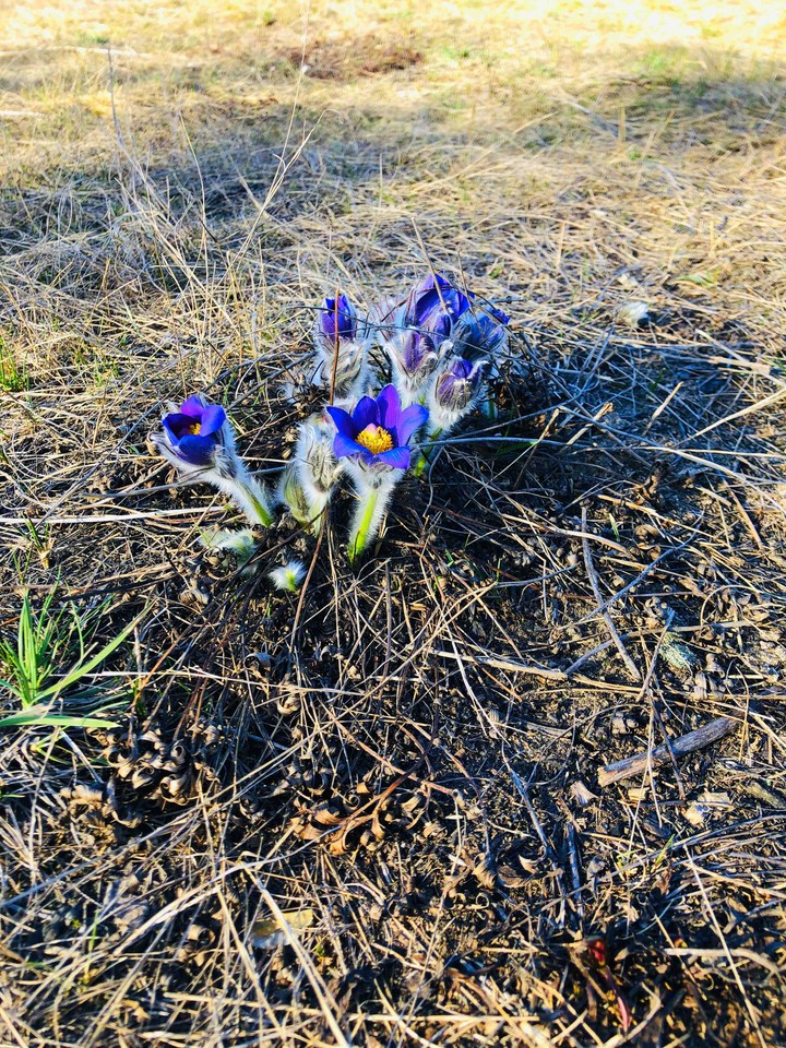 snowdrop
