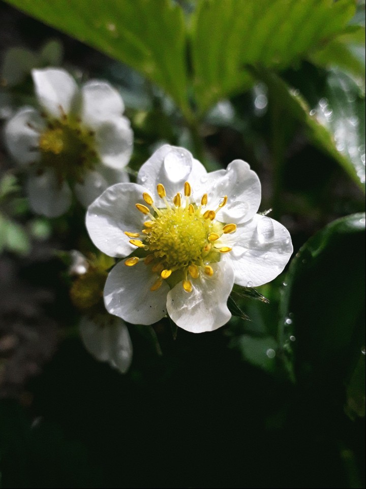 strawberry flower