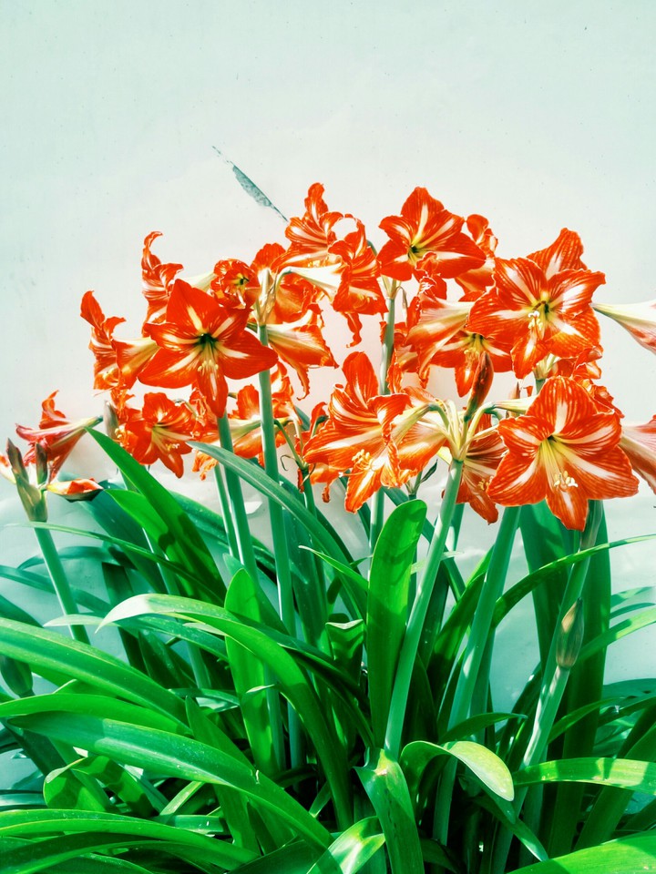 lily