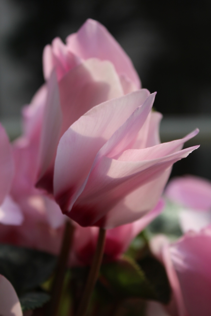 Pink flora