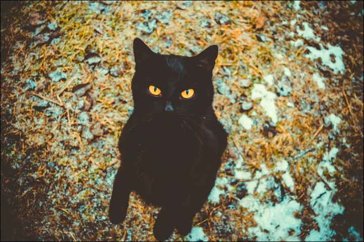 bagira