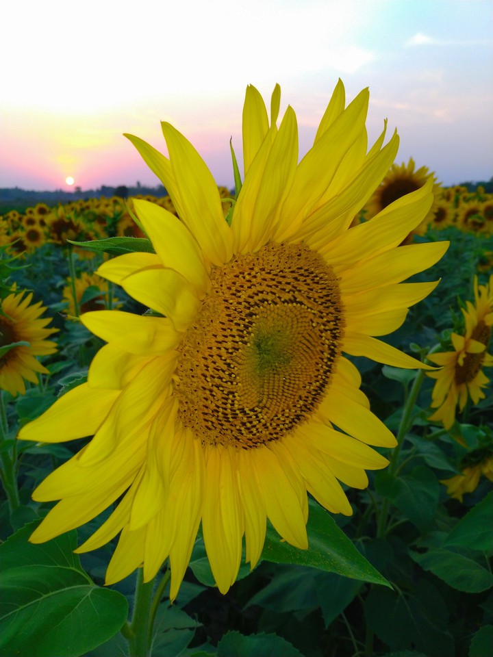 sunflower