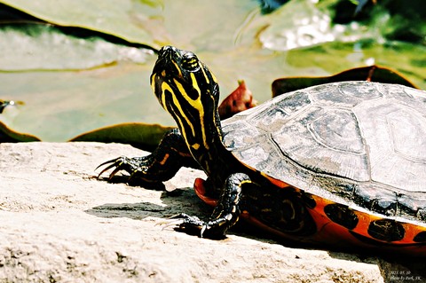 wildlife, 陆地动物壁纸