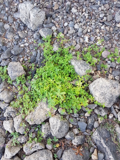 fonds d'écran soil, plant