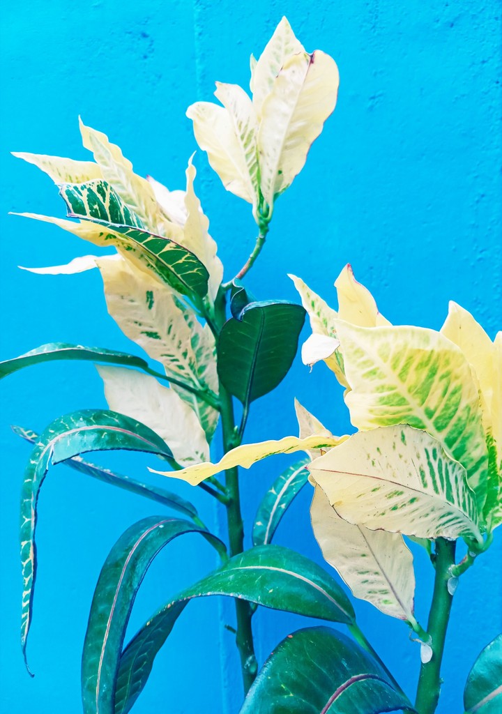 Plant blue