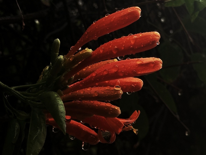 Fire Flower