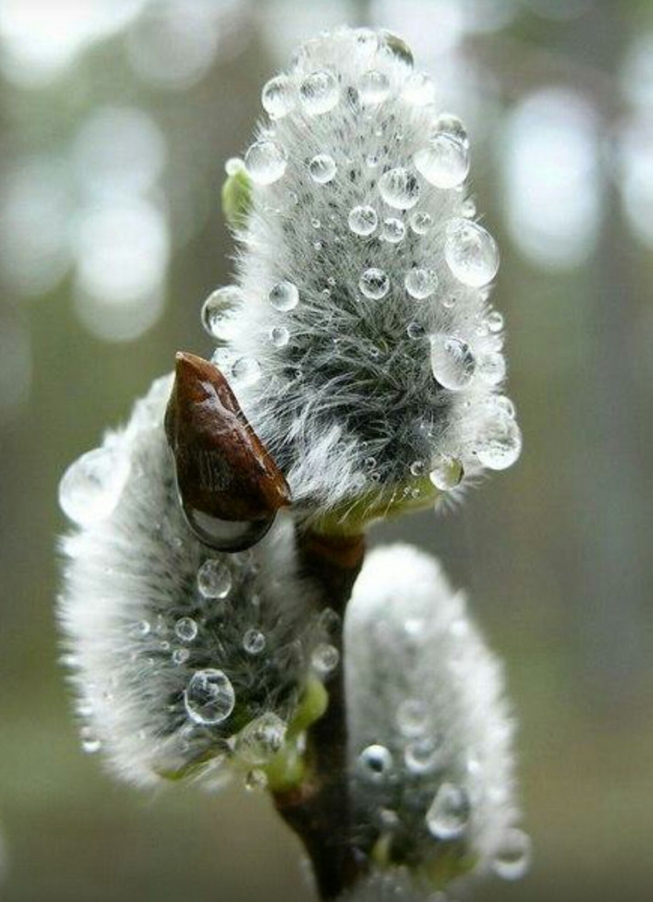 Pussy-willow