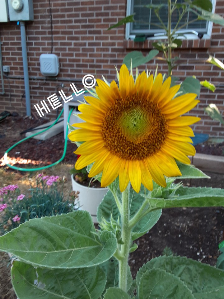 Fall Sunflower