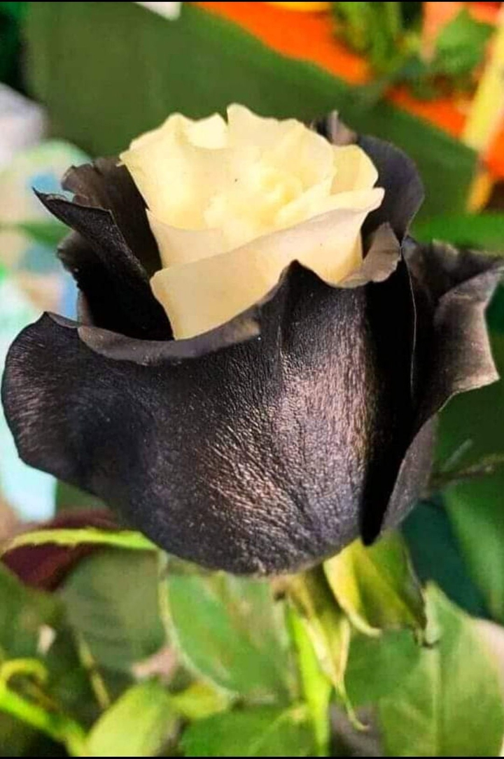 Schwarz Weisse Rose