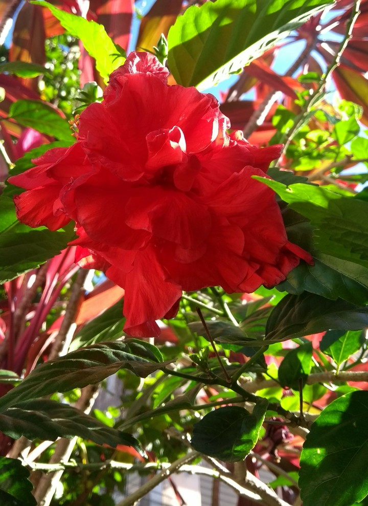 flor vermelha