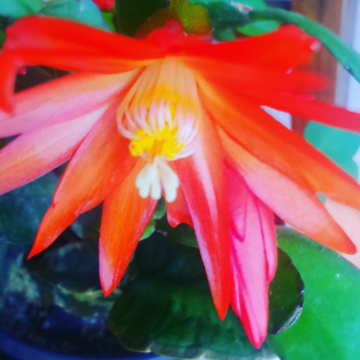 fiore rosso!