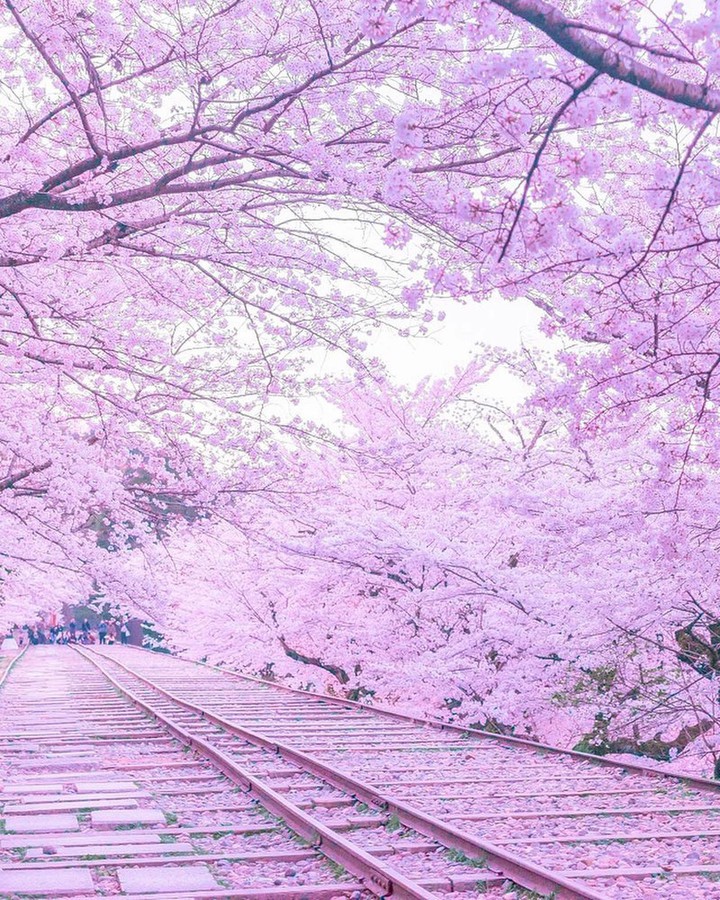Cherry blossom
