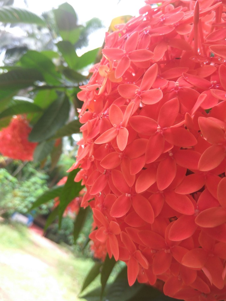 Flower