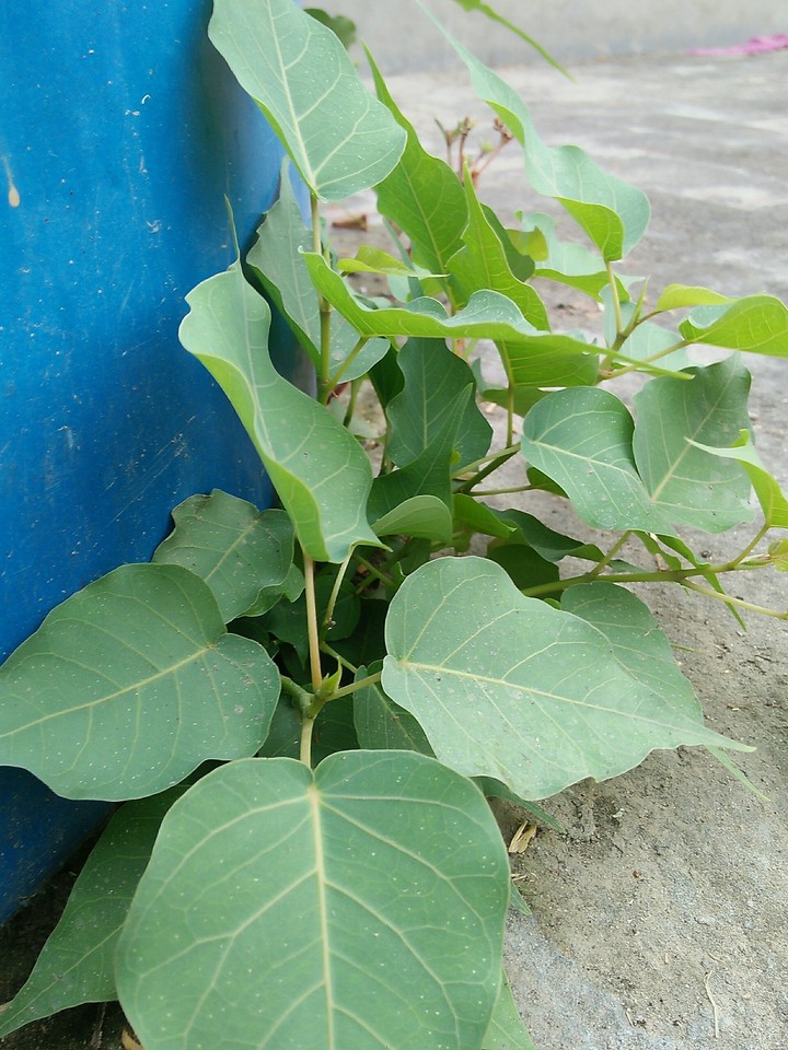 Plant