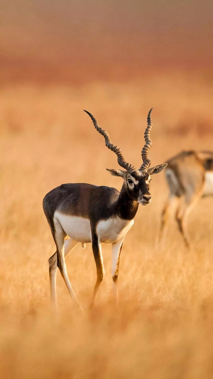 Black bucks ...