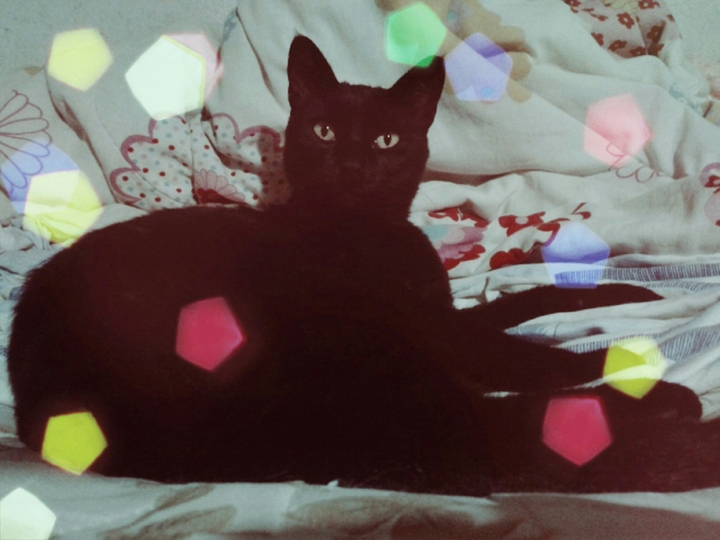 ♥Gato♥