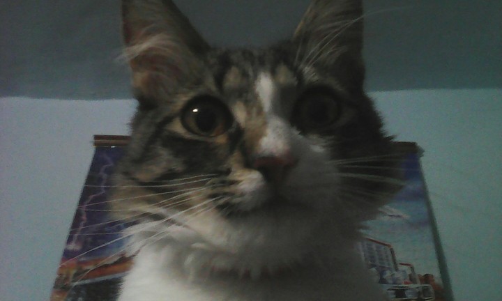 My cat: Max