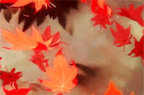 hình nền Maple, red