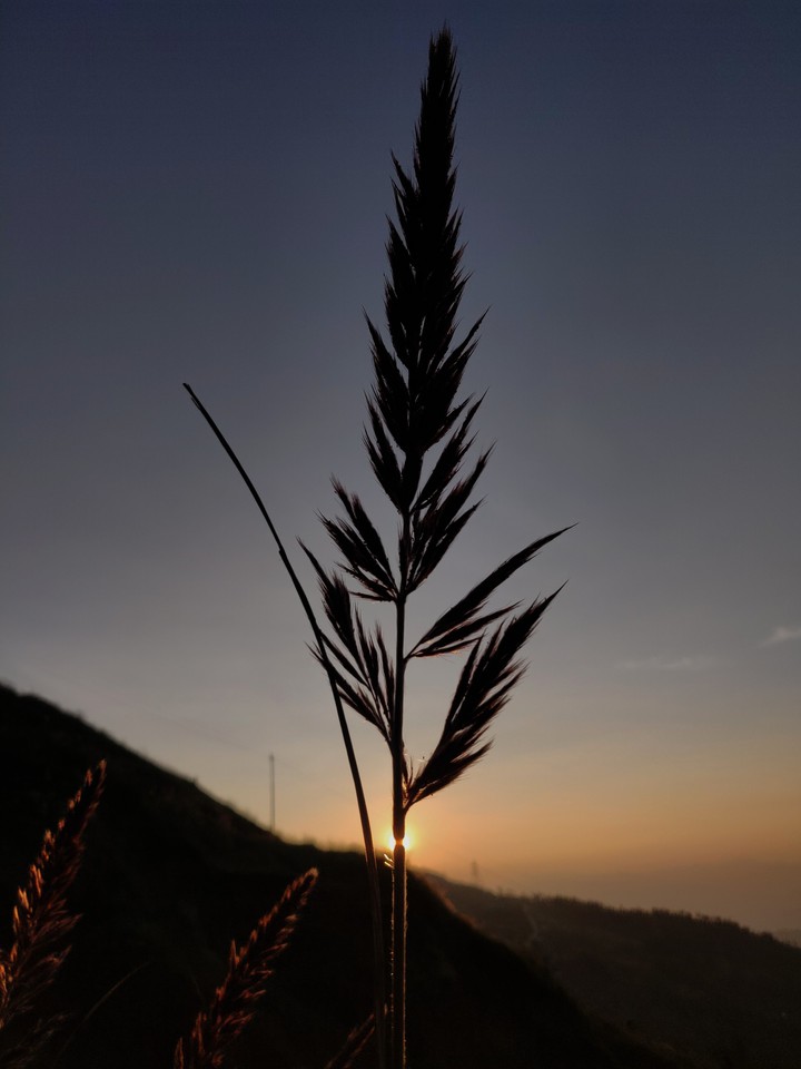 morning ?