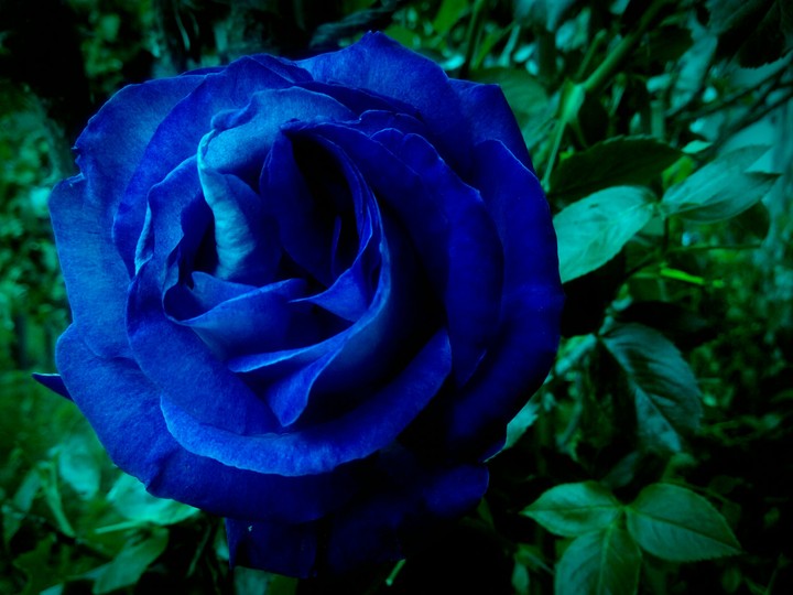 Flor193