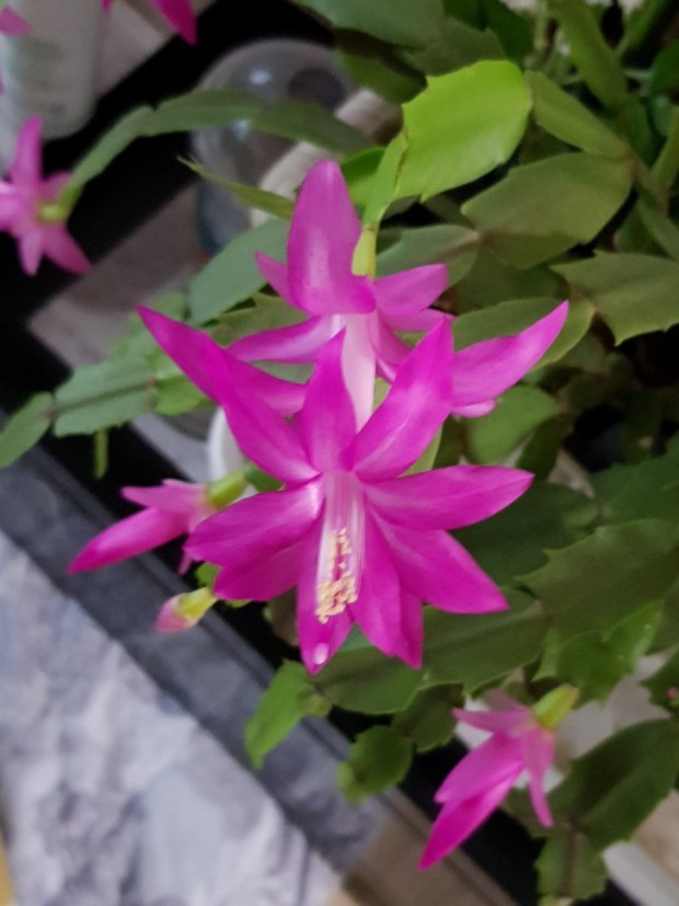 ⚘❤⚘