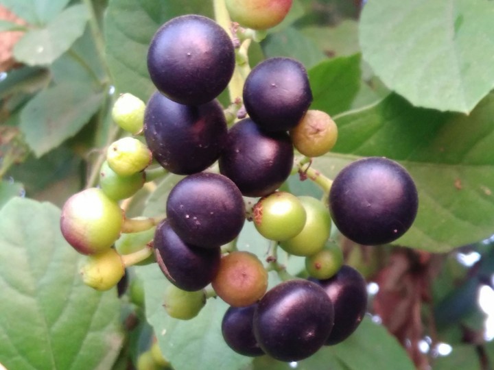 blue berry